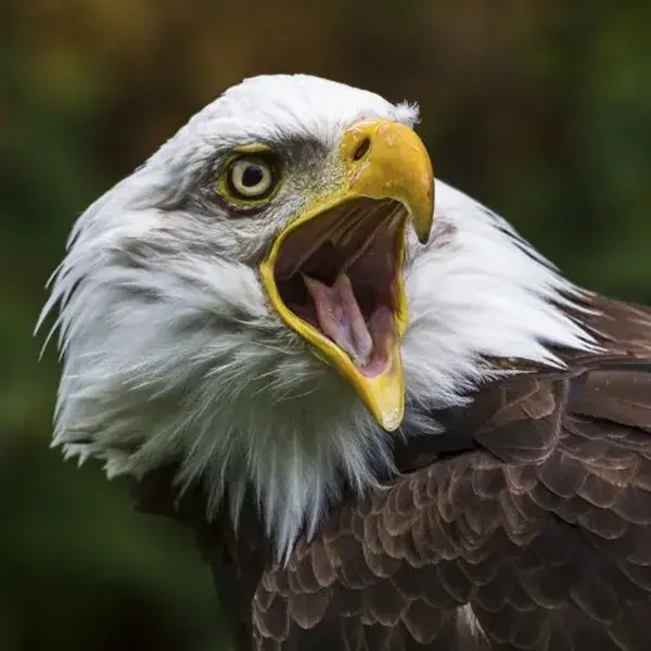 Bald eagle with beak open mid-call, white head and yellow eye, a classic freedom tattoo reference