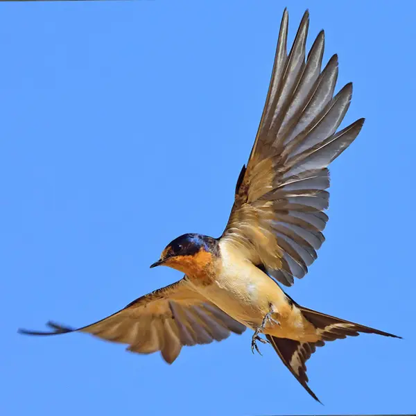 Barn swallow in flight with forked tail spread, the classic sailor tattoo symbol of freedom and homecoming