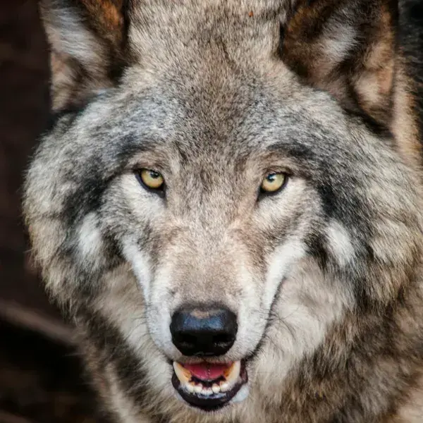 Gray wolf face looking straight ahead with amber eyes, a reference for wolf tattoos that symbolize independence